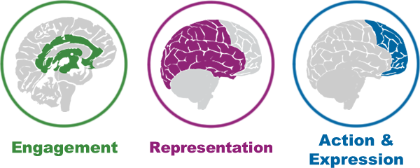 brain images of engagement, representation, action and expression